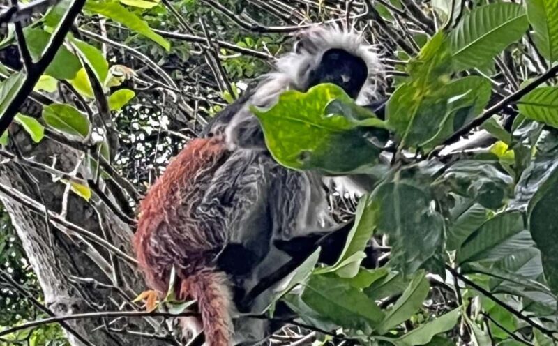 ZANZIBAR: JOZANI FOREST - Key Points