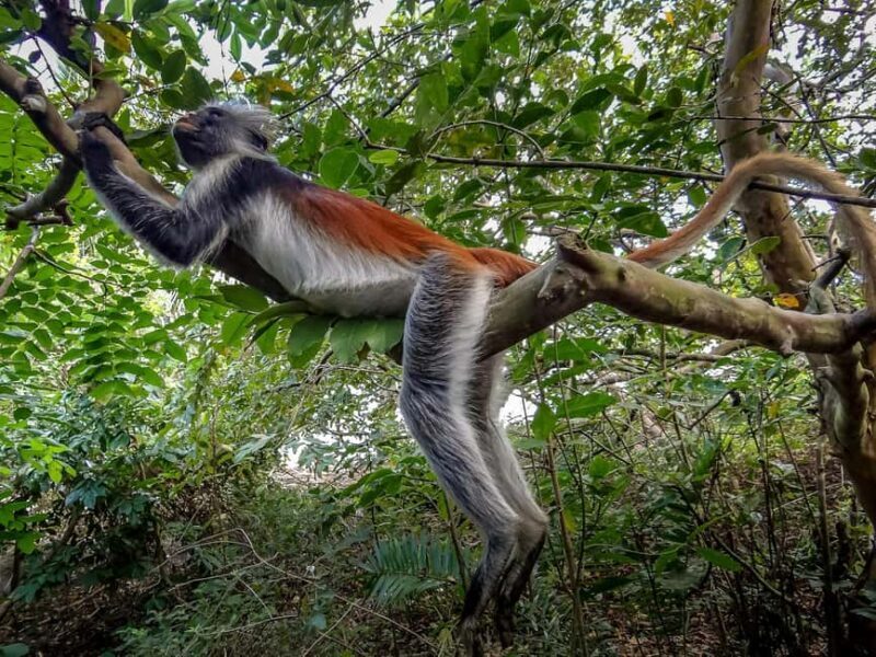 Zanzibar: Jozani Forest "The Red Monkeys," Dolphin Safari - Key Points