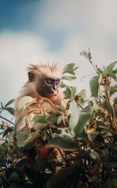 Zanzibar: Jozani Forest "The Red Monkeys," Dolphin Safari - What’s Included and What’s Not