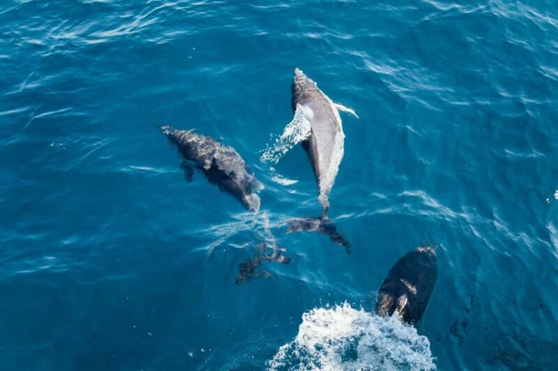 Zanzibar: Jozani Forest "The Red Monkeys," Dolphin Safari - Important Tips for a Smooth Experience