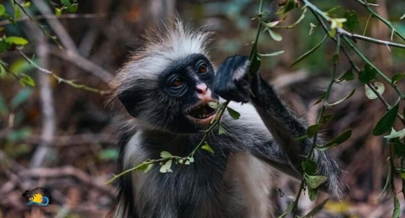 Zanzibar: Jozani Forest Tour and The Rock Restaurant - The Sum Up
