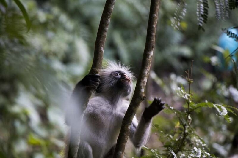 Zanzibar - Jozani forest tour & Blue Lagoon trip - The Itinerary: What You Can Expect