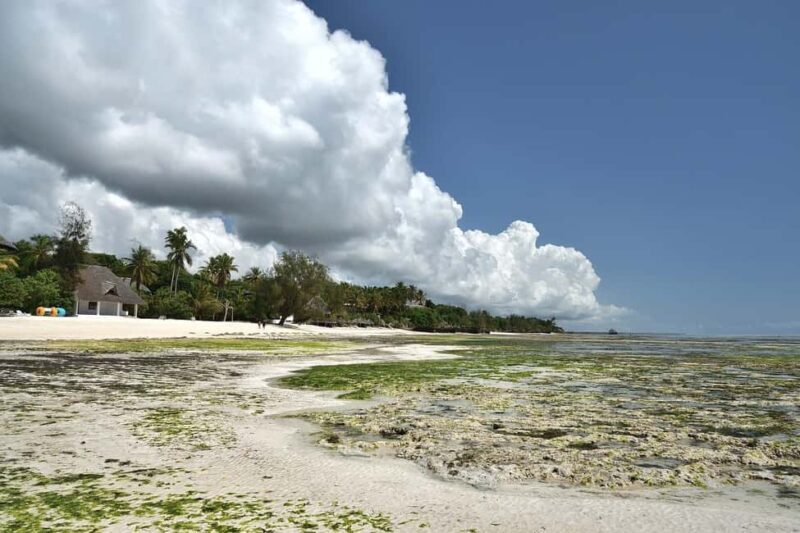 Zanzibar - Jozani forest tour & Blue Lagoon trip - Additional Info: Practical Considerations