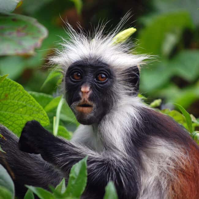 Zanzibar: Jozani Forest Tour - Exploring the Jozani Forest: A Detailed Look