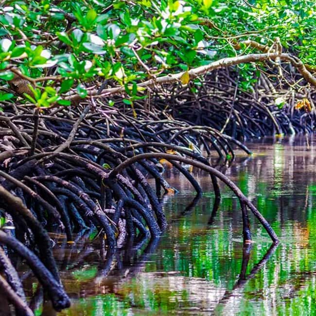 Zanzibar: Jozani Forest Tour - Real Traveler Insights
