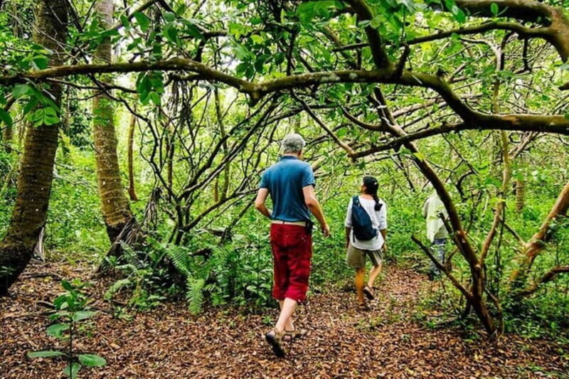 Zanzibar: Jozani Forest Watching Monkeys Half-Day Tour - Exploring Zanzibar’s Jozani Forest: What to Expect