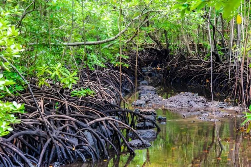 Zanzibar: Jozani Forest Watching Monkeys Half-Day Tour - FAQ