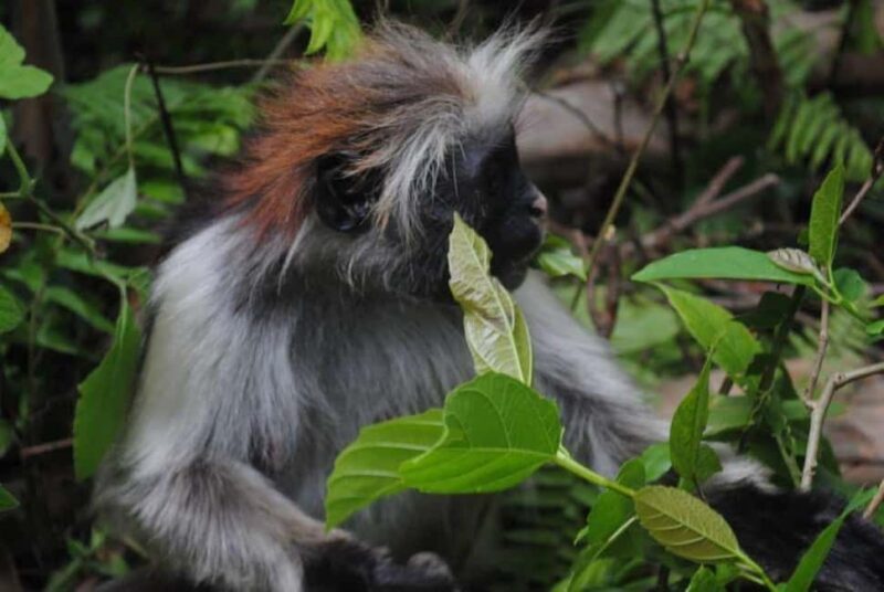 Zanzibar: Jozani forest with Stone town walking tour - Exploring Jozani Forest: Nature and Wildlife