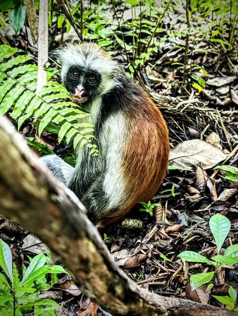Zanzibar: Jozani forest with Stone town walking tour - Practical Details and Value
