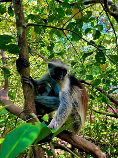 Zanzibar: Jozani forest with Stone town walking tour - What Travelers Should Consider