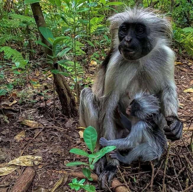 Zanzibar: Jozani forest, Zipline and Stone town city tour - Practical Tips for Travelers
