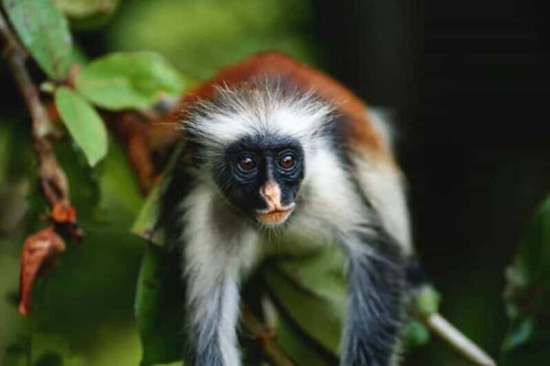 Zanzibar: Jozani Forest,Butterfly center and mtende beach - Key Points