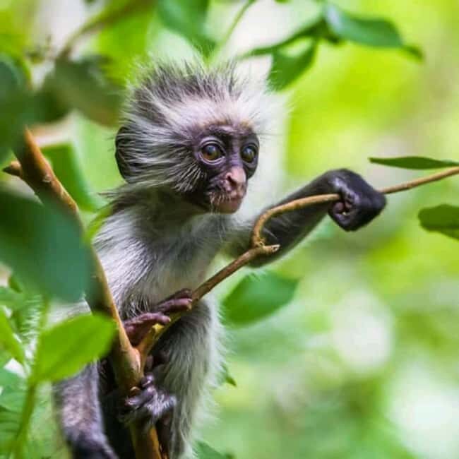 Zanzibar: Jozani Forest,Butterfly center and mtende beach - Practical Tips for Making the Most of the Tour