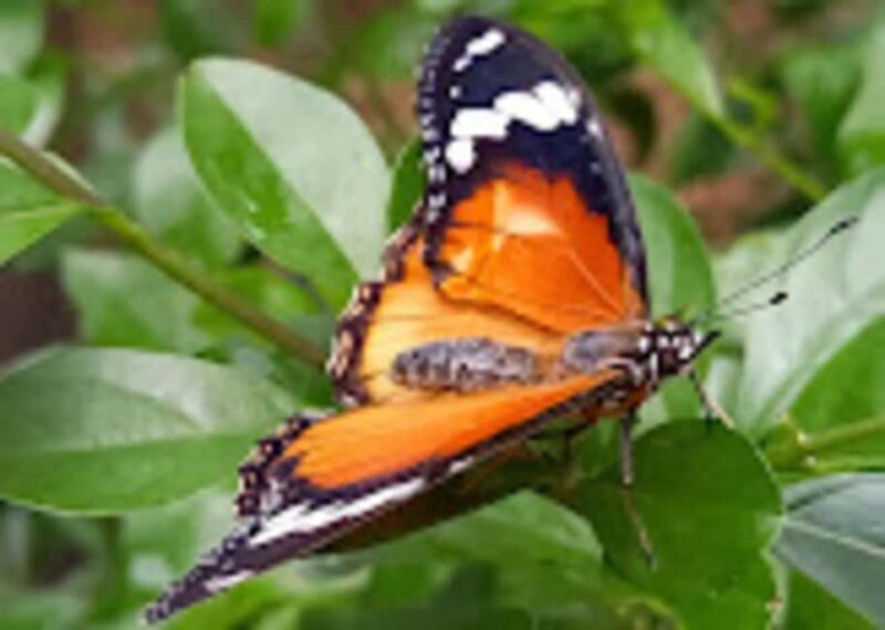 ZANZIBAR :Jozani forest,butterfly center and Paje beach - Key Points