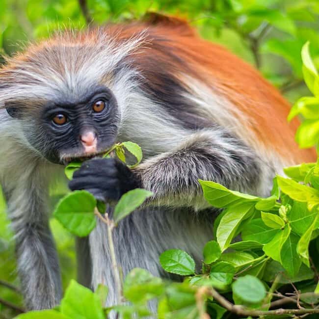 Zanzibar: Jozani Forest,butterfly center & Mtende beach tour - Key Points