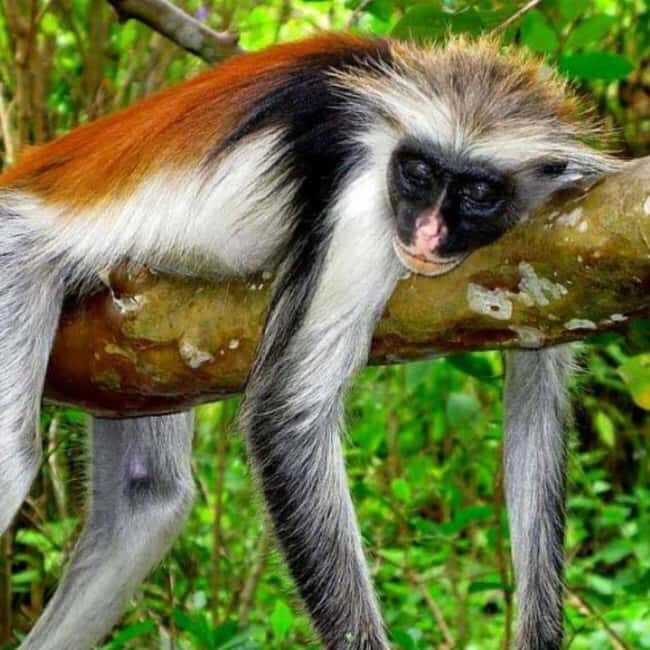 Zanzibar: Jozani Forest,butterfly center & Mtende beach tour - Exploring Zanzibar’s Natural Treasures: A Detailed Look