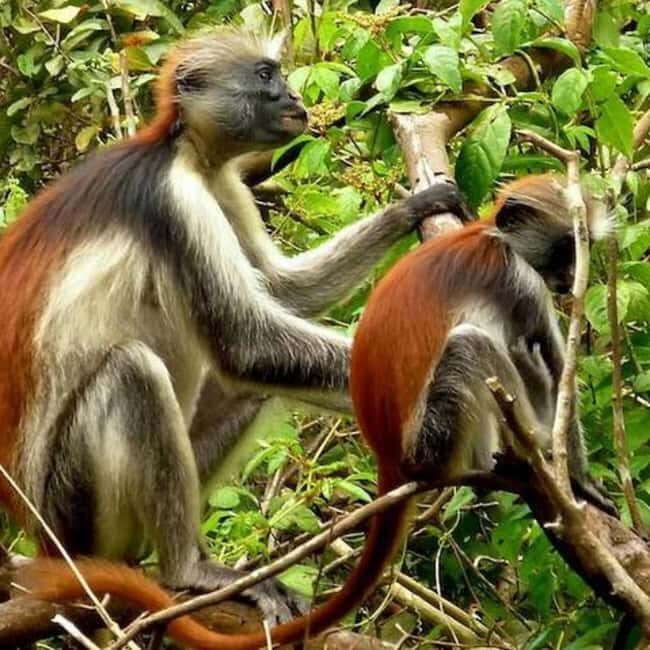 ZANZIBAR: Jozani Forest,Salaam Cave, The Rock & Blue Lagoon - FAQ