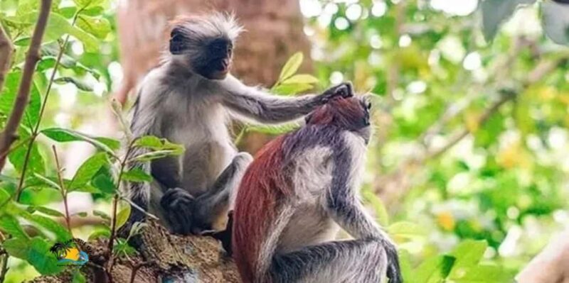 Zanzibar: Jozani National Park & Butterflies Guided Tour - Key Points