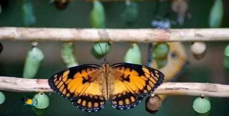 Zanzibar: Jozani National Park & Butterflies Guided Tour - Final Thoughts