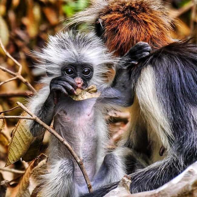 Zanzibar: Jozani nature walk and wildlife tour - An In-Depth Look at the Jozani Forest Tour