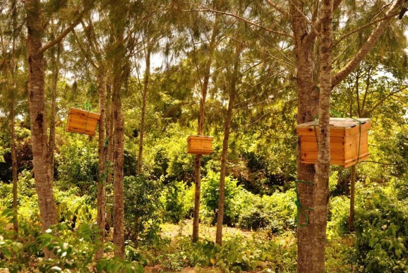 Zanzibar: Kiwengwa Forest and Beach Tour - Key Points