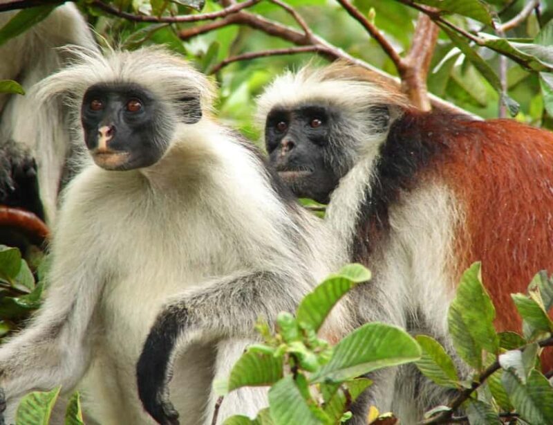 Zanzibar: Kiwengwa Forest and Beach Tour - Exploring the Kiwengwa Forest and Beach Tour in Detail