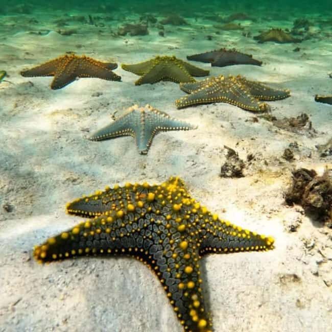 Zanzibar: Kiwengwa Reef Snorkeling and Sailing Tour - An In-Depth Look at the Kiwengwa Reef Snorkeling and Sailing Tour
