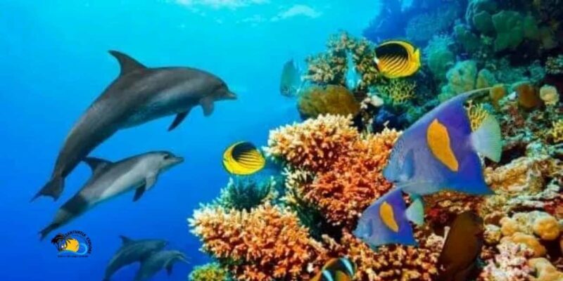 Zanzibar: Kizimkazi Dolphins Tour with Swimming & Snorkeling - Key Points