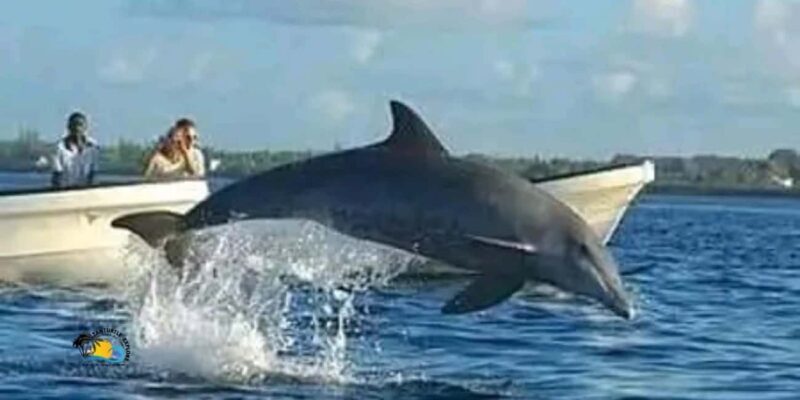 Zanzibar: Kizimkazi Dolphins Tour with Swimming & Snorkeling - Our Assessment: Is it Worth It?