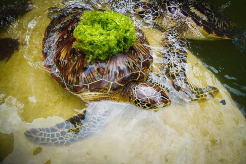 Zanzibar: Maasai village and Nungwi turtles experience trip - The Value Proposition