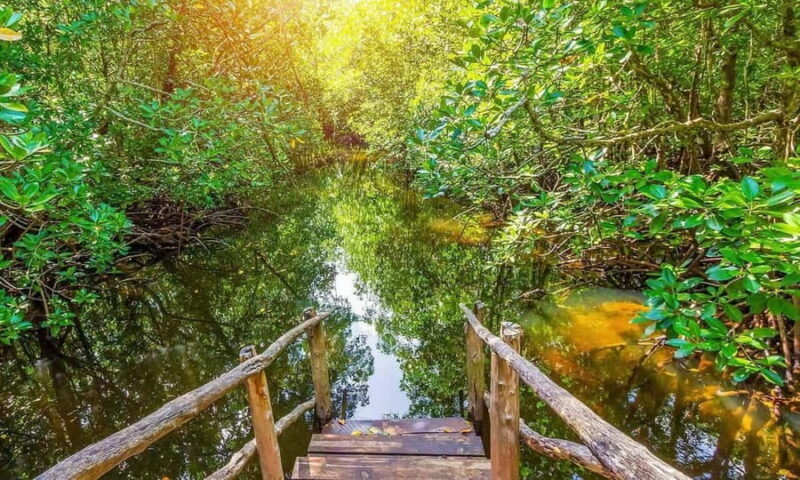 Zanzibar: Magic Tower Tour, Spices farm and Jozani forest - An In-Depth Look at the Zanzibar Experience