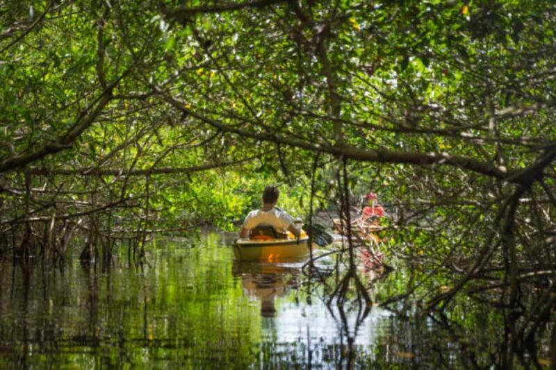 ZANZIBAR: Mangrove Kayaking Tour with Lunch - Key Points