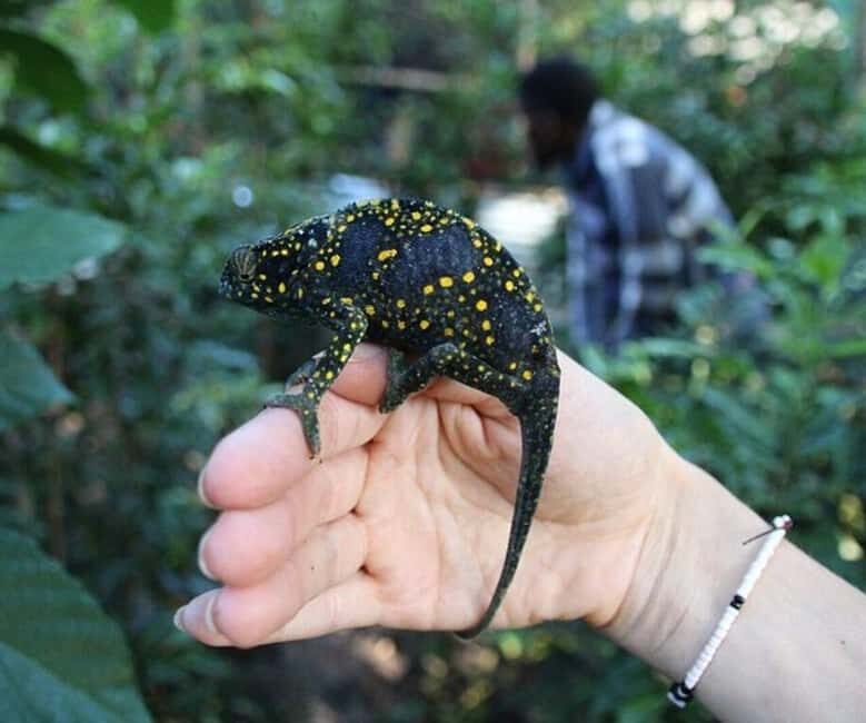 ZANZIBAR : mangroves kayak tour at Uzi island with fruits - Is It Worth the Price?