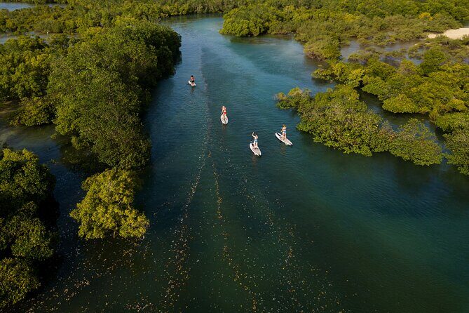 Zanzibar Memorable & Unique Guided Mangrove Tour by SUP or Kayak - Introducing the Zanzibar Memorable & Unique Guided Mangrove Tour by SUP or Kayak