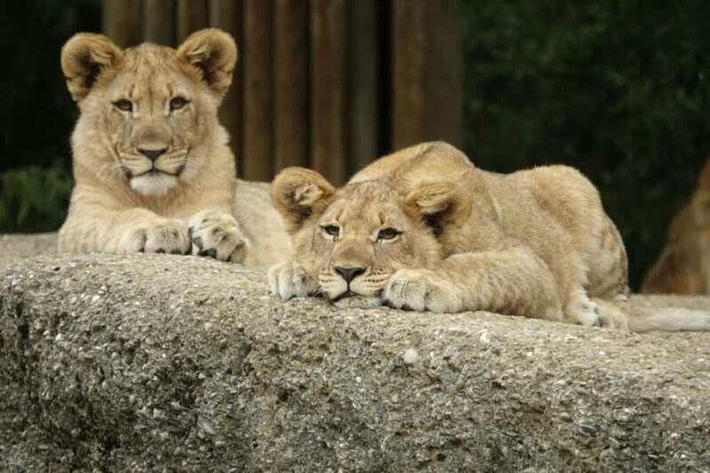 Zanzibar: Mikumi National Park 2-Day Safari with Flights - The Itinerary — What You Can Expect