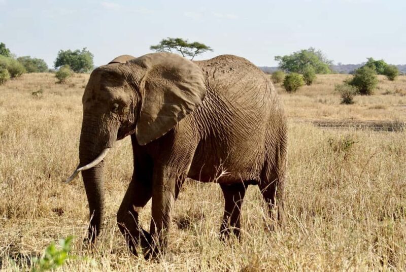 Zanzibar: Mikumi National Park 2-Day Safari with Flights - The Value of a Short Safari
