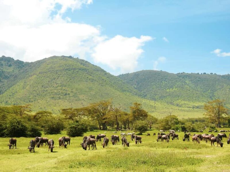 Zanzibar: Mikumi National Park 2-Day Safari with Flights - FAQ