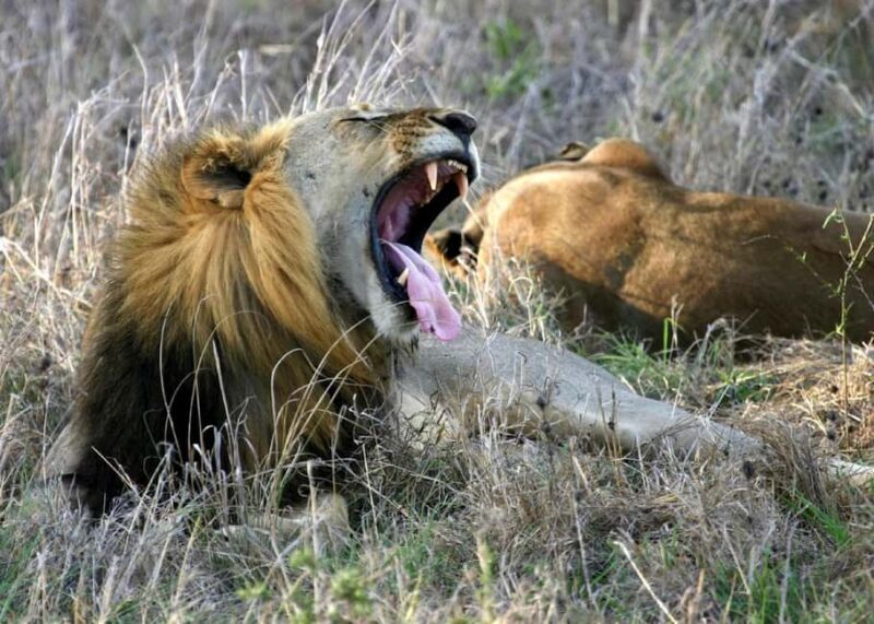Zanzibar: Mikumi National Park Day Trip with Flight - Key Points