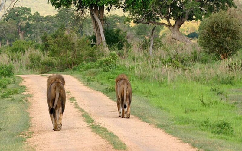 Zanzibar: Mikumi National Park Day Trip with Flight - Arrival at Mikumi National Park: A Gateway to Africa’s Wildlife