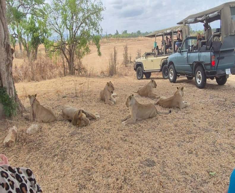 Zanzibar: Mikumi National Park Day Trip with Flights - Key Points