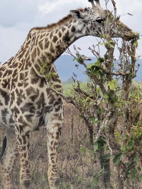 Zanzibar: Mikumi National Park Day Trip with Flights - Why Choose This Tour?