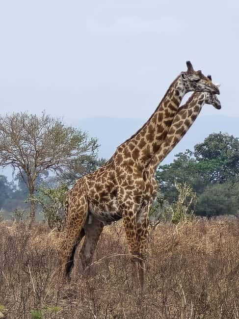 Zanzibar: Mikumi National Park Day Trip with Flights - Frequently Asked Questions
