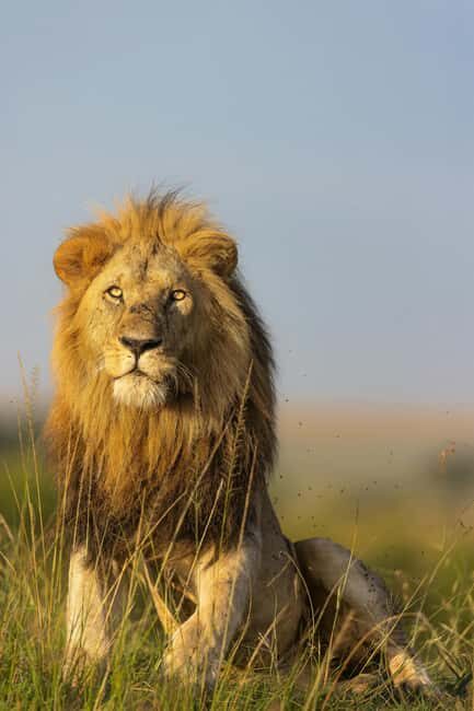Zanzibar: Mikumi National Park Day Trip with Flights - Key Points
