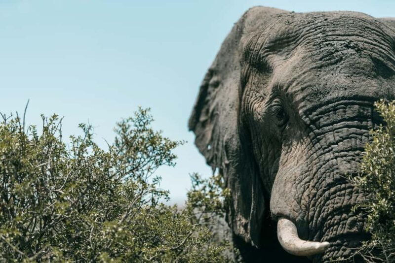 Zanzibar: Mikumi National Park Day Trip with Flights - A Thorough Look at the Experience