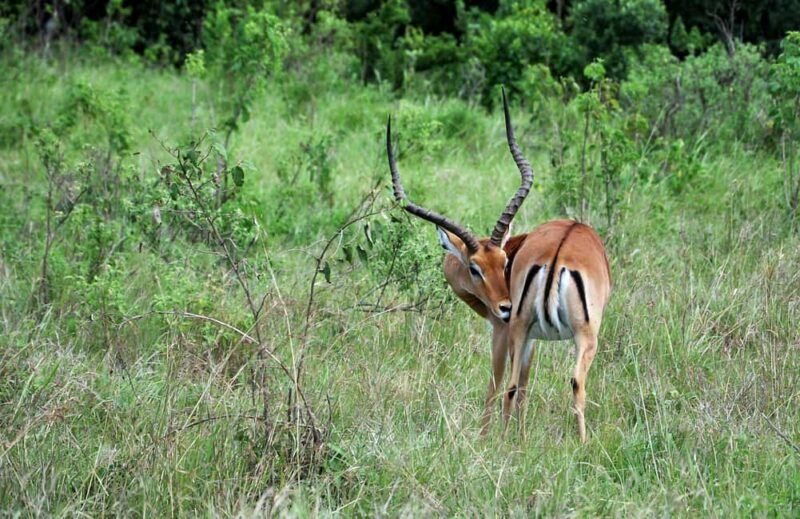 Zanzibar: Mikumi National Park Day Trip with Flights - What Travelers Can Expect
