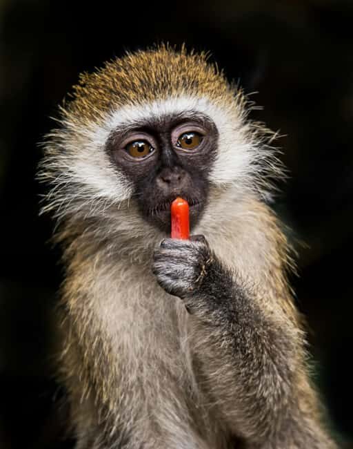 Zanzibar: Mikumi National Park Day Trip with Flights - Frequently Asked Questions