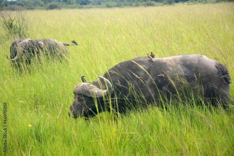 Zanzibar: Mikumi National Park Day Trip with Flights - An In-Depth Look at the Experience
