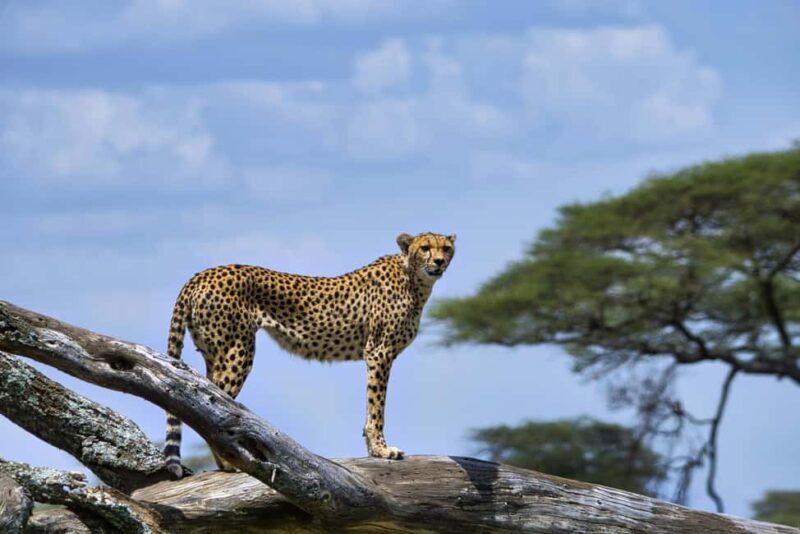 Zanzibar: Mikumi National Park Day Trip with Flights - Frequently Asked Questions