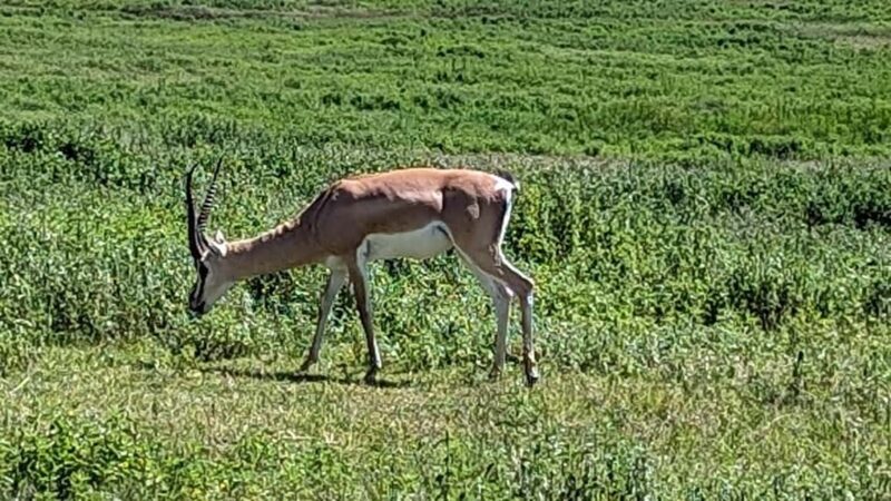 Zanzibar: Mikumi National Park Day Trip with Flights - Key Points