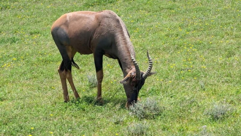 Zanzibar: Mikumi National Park Day Trip with Flights - Practical Tips for Travelers